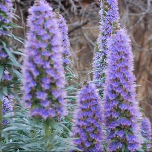 Meet your Posher, Orchid